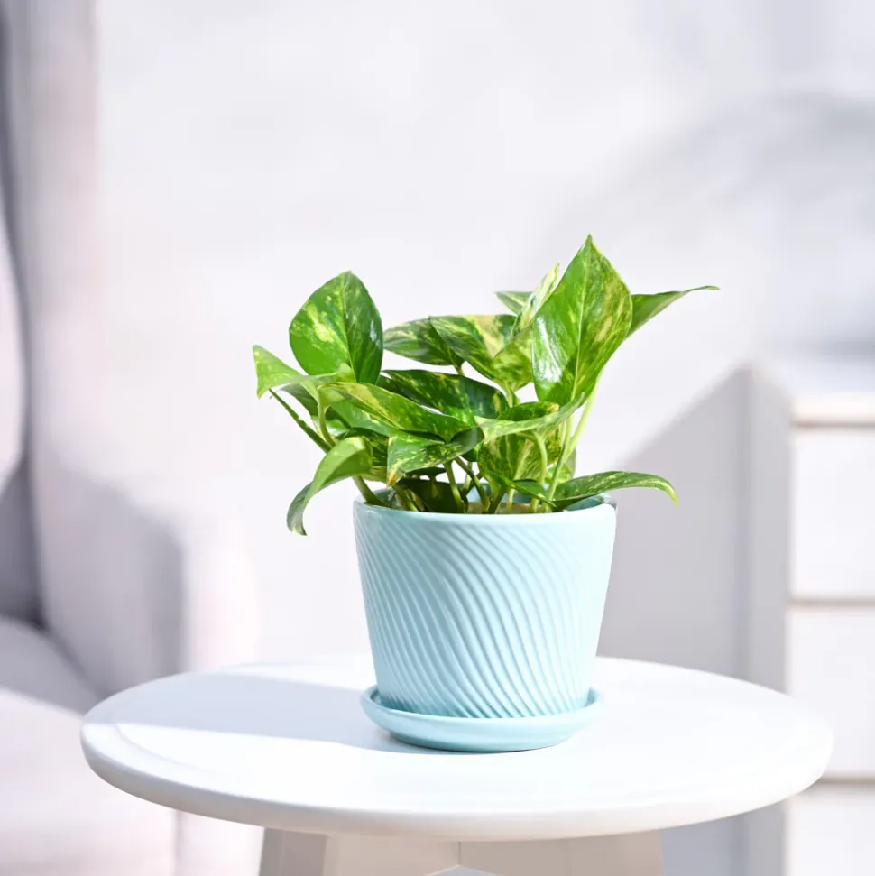 Money Plant Variegated