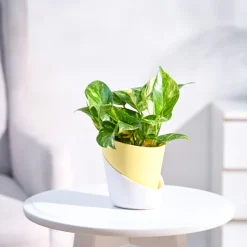 Money Plant Variegated