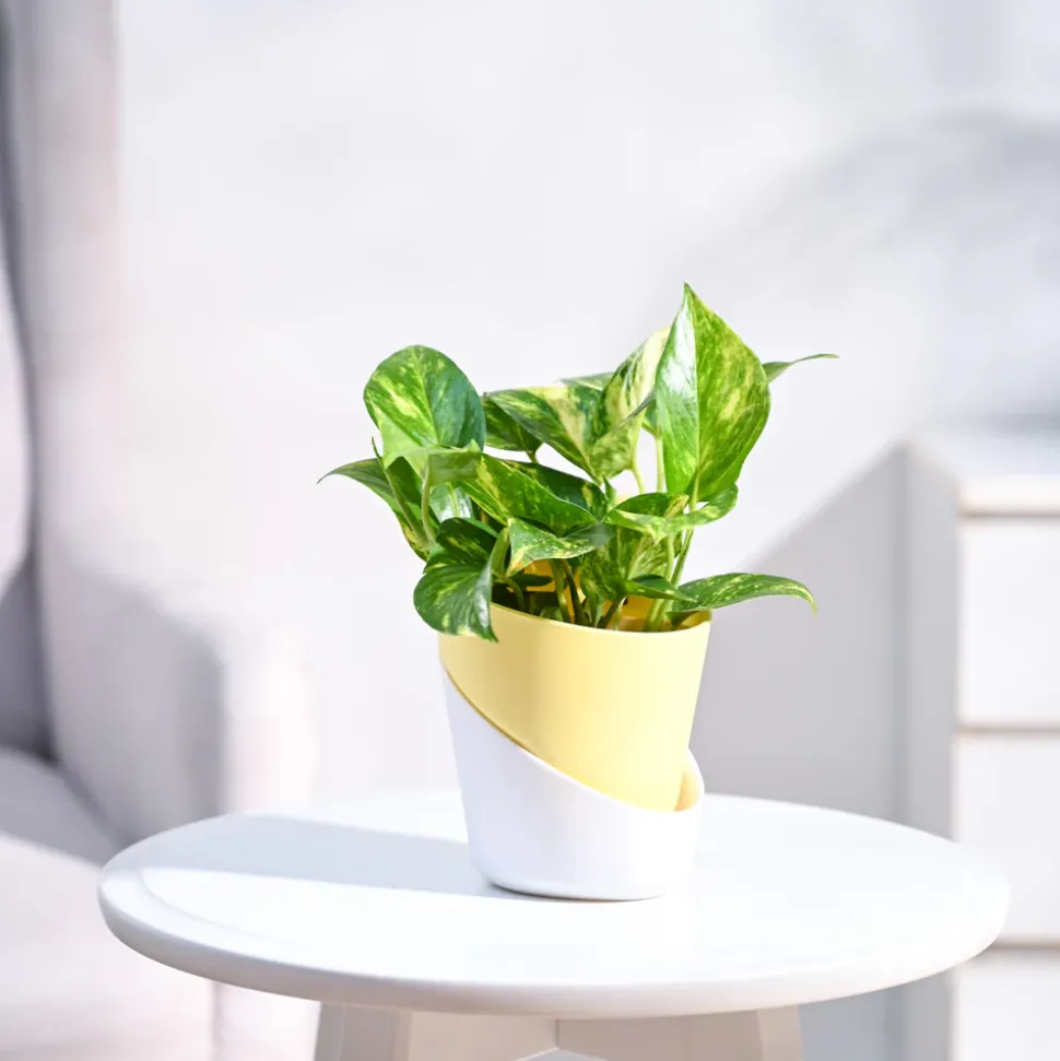 Money Plant Variegated