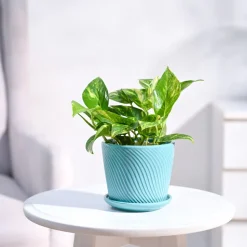 Money Plant Variegated
