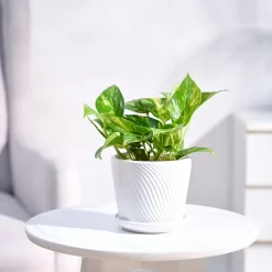 Money Plant Variegated