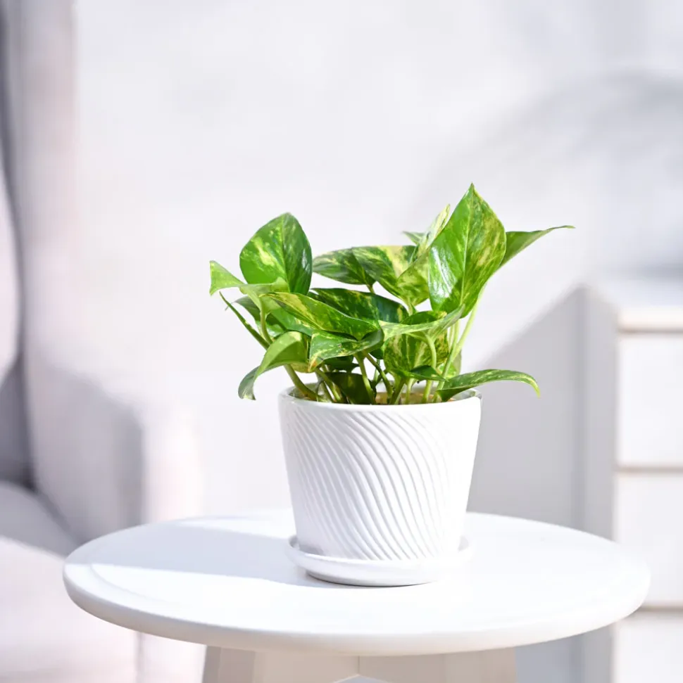 Money Plant Variegated