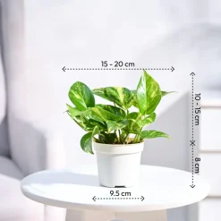 Money Plant Variegated