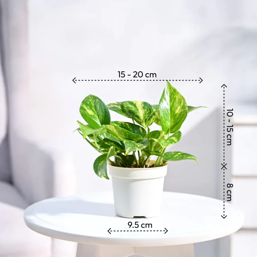 Money Plant Variegated