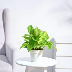 Money Plant Variegated