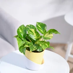 Money Plant Variegated