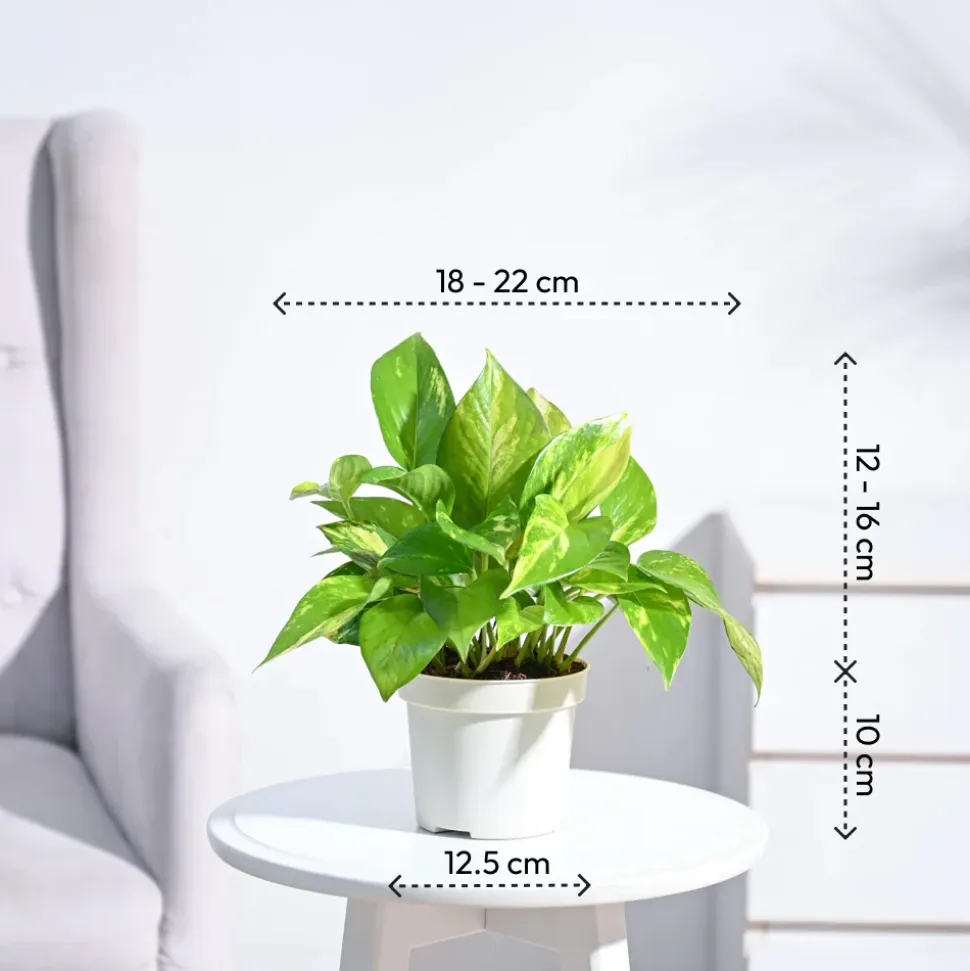 Money Plant Variegated