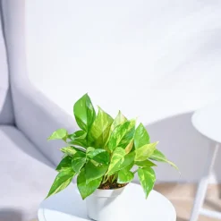 Money Plant Variegated