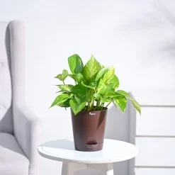 Money Plant Variegated