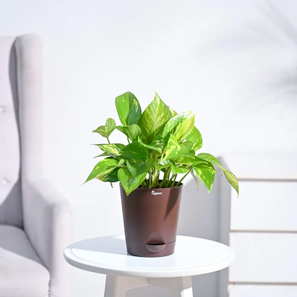 Money Plant Variegated