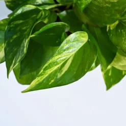 Money Plant Variegated