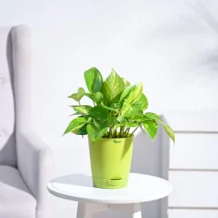 Money Plant Variegated