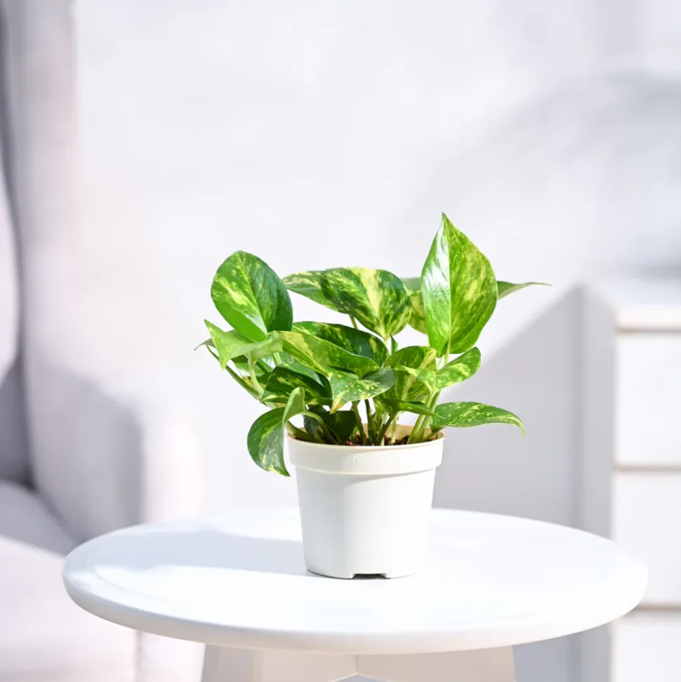 Money Plant Variegated