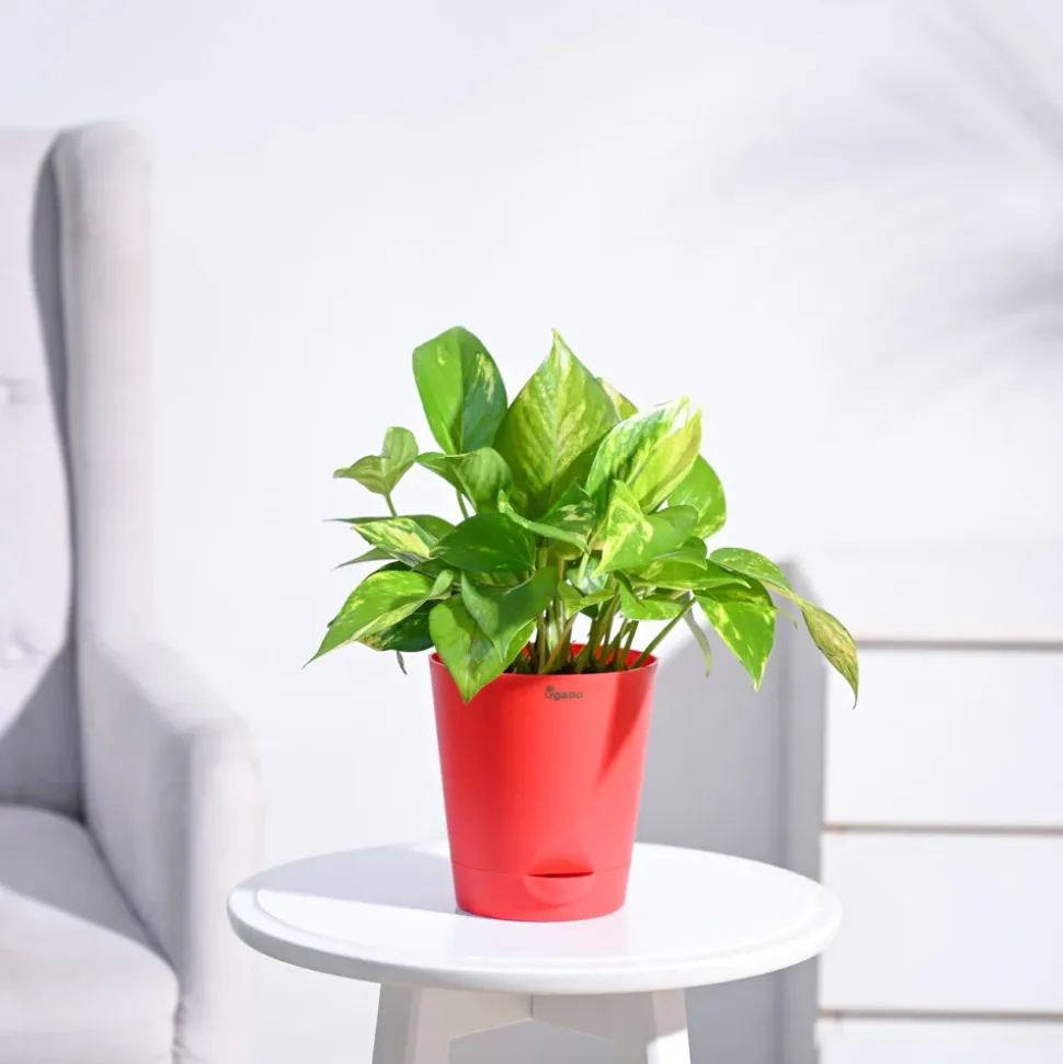 Money Plant Variegated