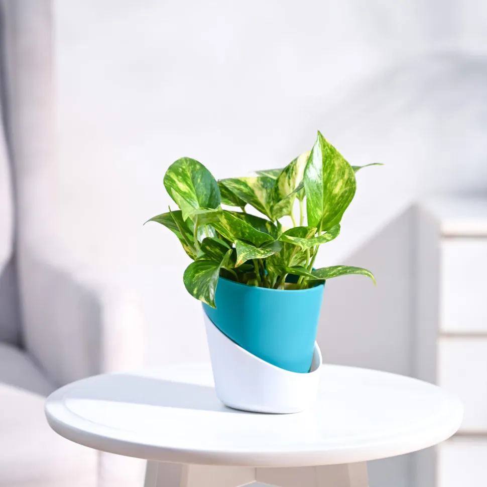 Money Plant Variegated
