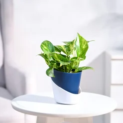 Money Plant Variegated