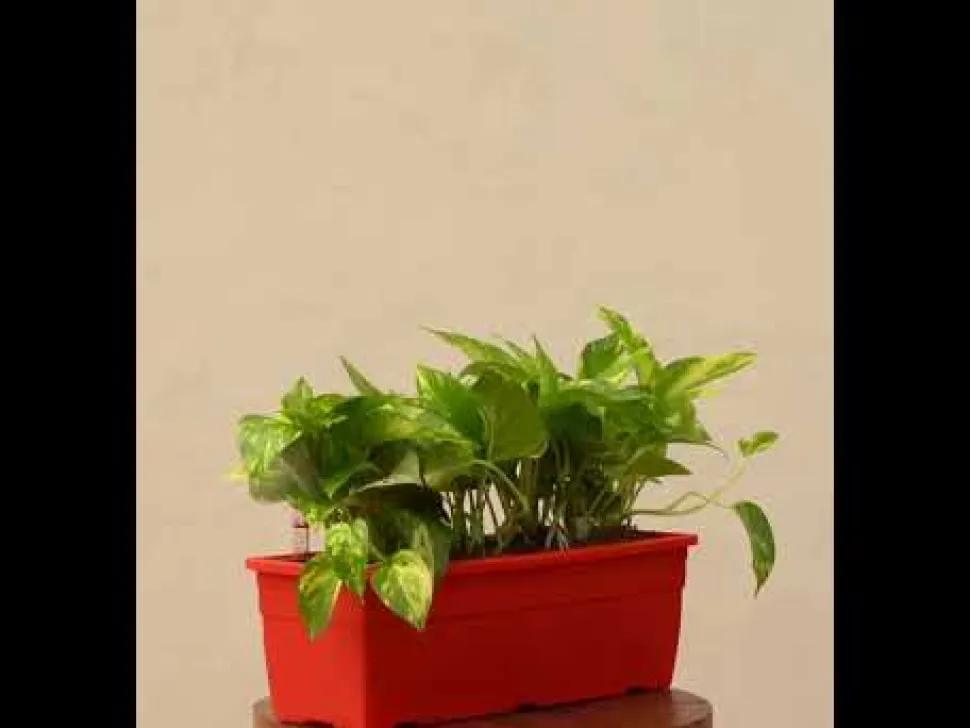 Money Plant Variegated - Set of 2