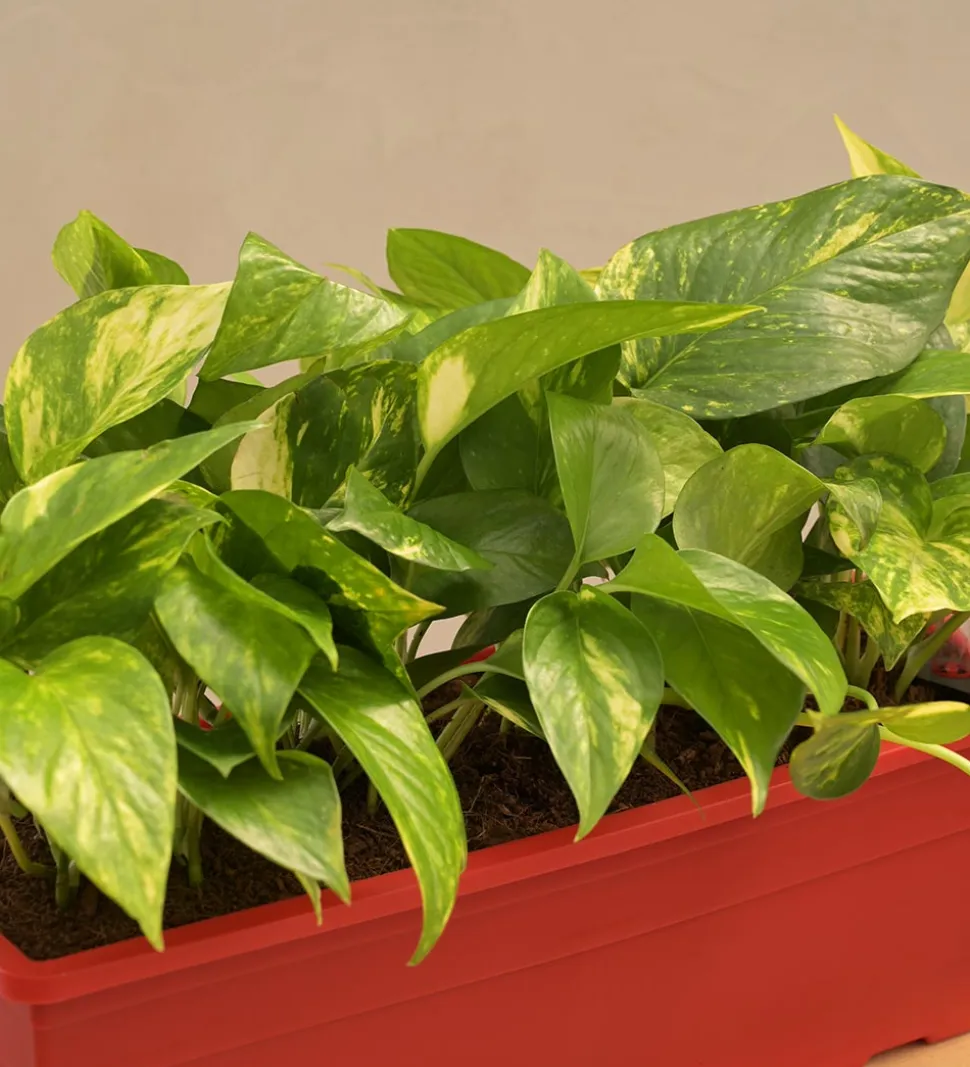 Money Plant Variegated - Set of 2