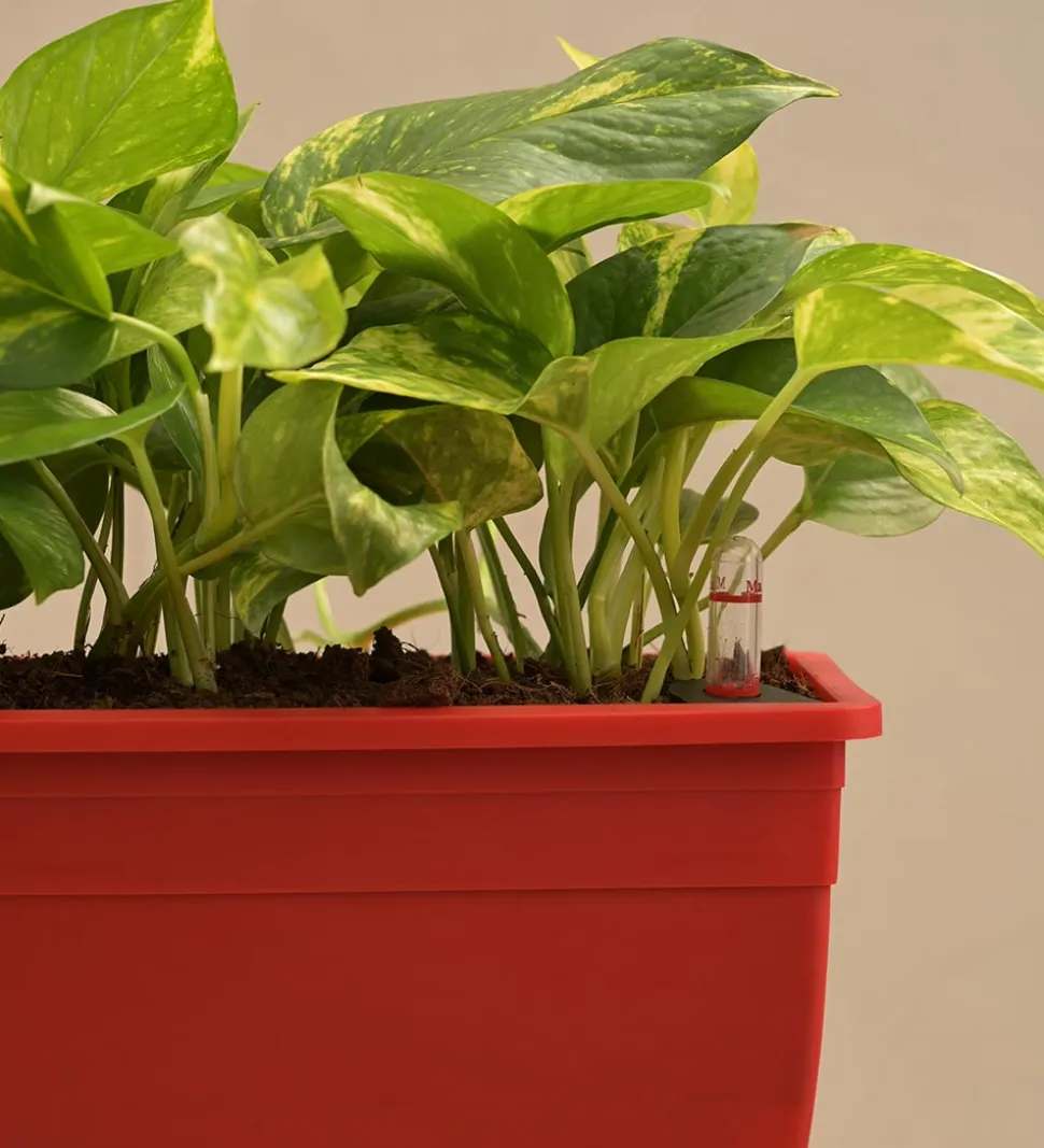 Money Plant Variegated - Set of 2