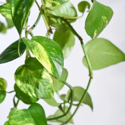 Money Plant Variegated With Hanging Pot