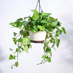 Money Plant Variegated With Hanging Pot