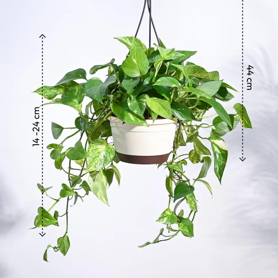 Money Plant Variegated With Hanging Pot
