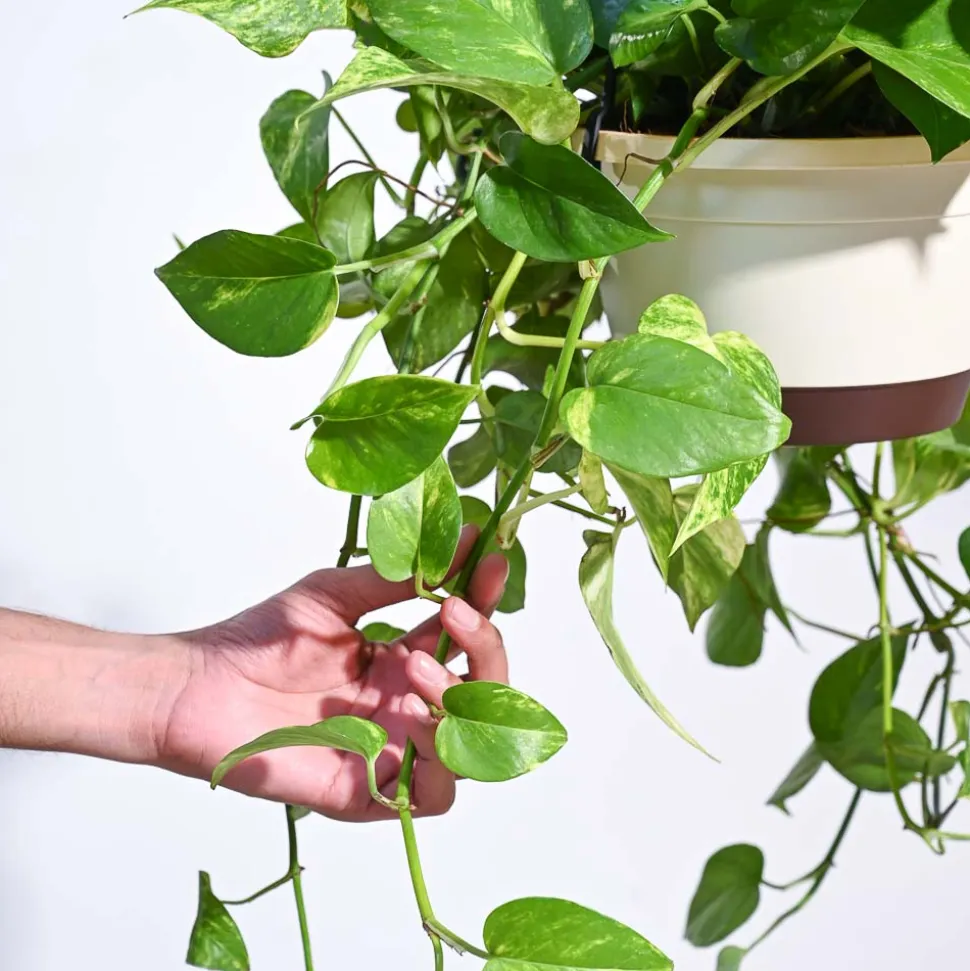 Money Plant Variegated With Hanging Pot