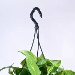 Money Plant Variegated With Hanging Pot