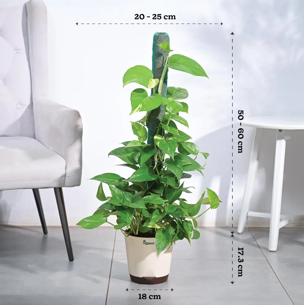 Money Plant Variegated with Moss Stick
