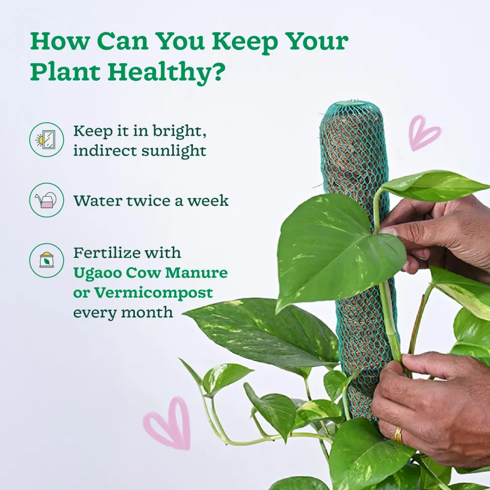 Money Plant Variegated with Moss Stick