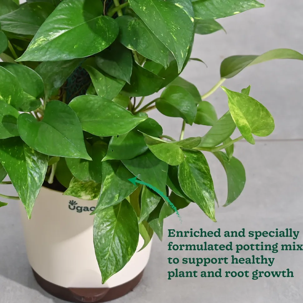 Money Plant Variegated with Moss Stick