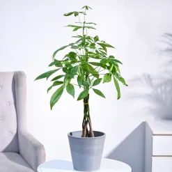 Money Tree