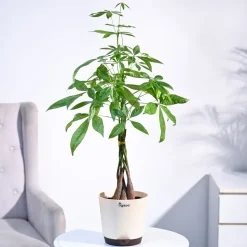Money Tree