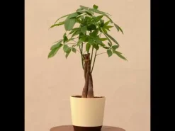 Money Tree