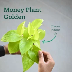 Monsoon Combo of 4 Indoor Plants for Home Decor