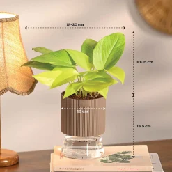 Monsoon Combo of 4 Indoor Plants for Home Decor