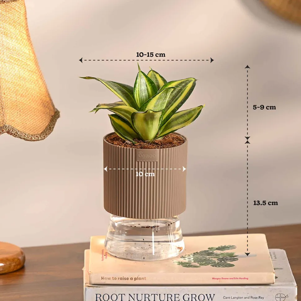 Monsoon Combo of 4 Indoor Plants for Home Decor