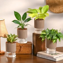 Monsoon Combo of 4 Indoor Plants for Home Decor
