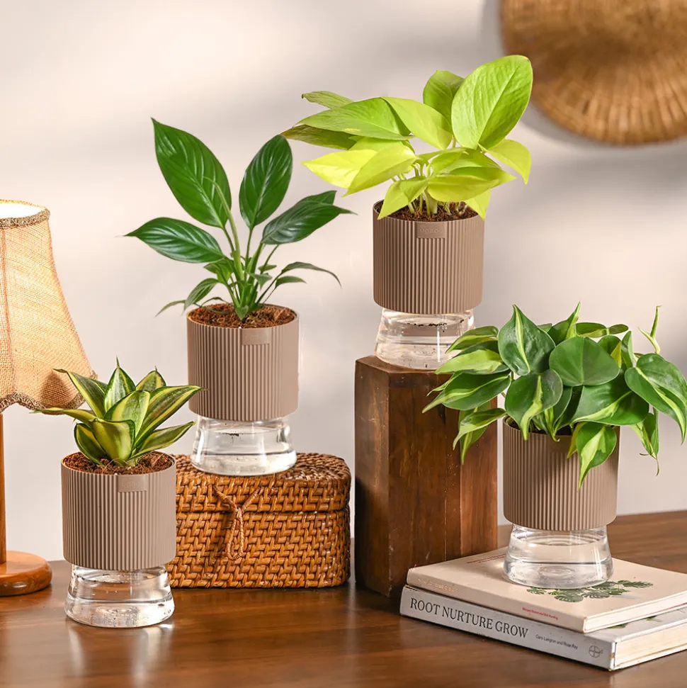 Monsoon Combo of 4 Indoor Plants for Home Decor