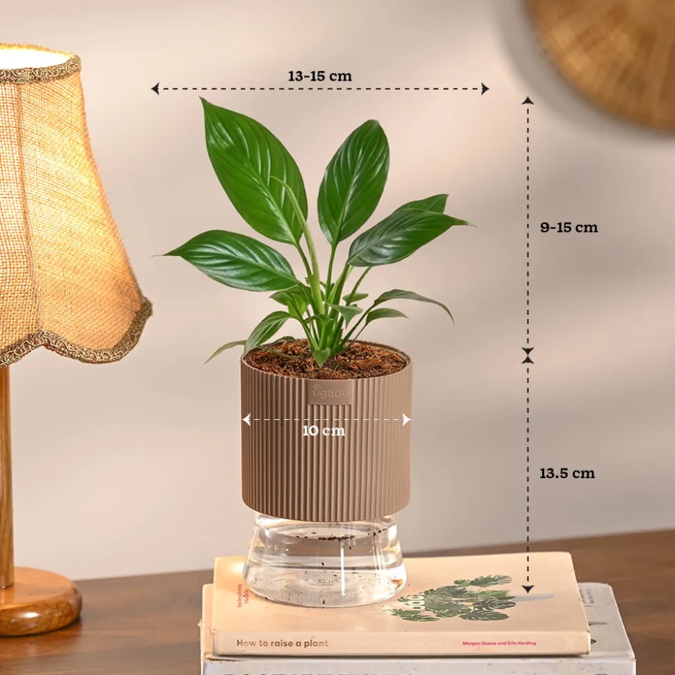 Monsoon Combo of 4 Indoor Plants for Home Decor
