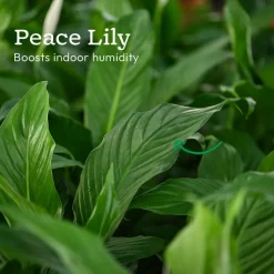 Monsoon Combo of 4 Indoor Plants for Home Decor