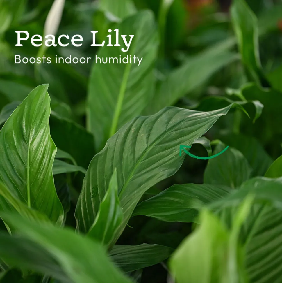 Monsoon Combo of 4 Indoor Plants for Home Decor