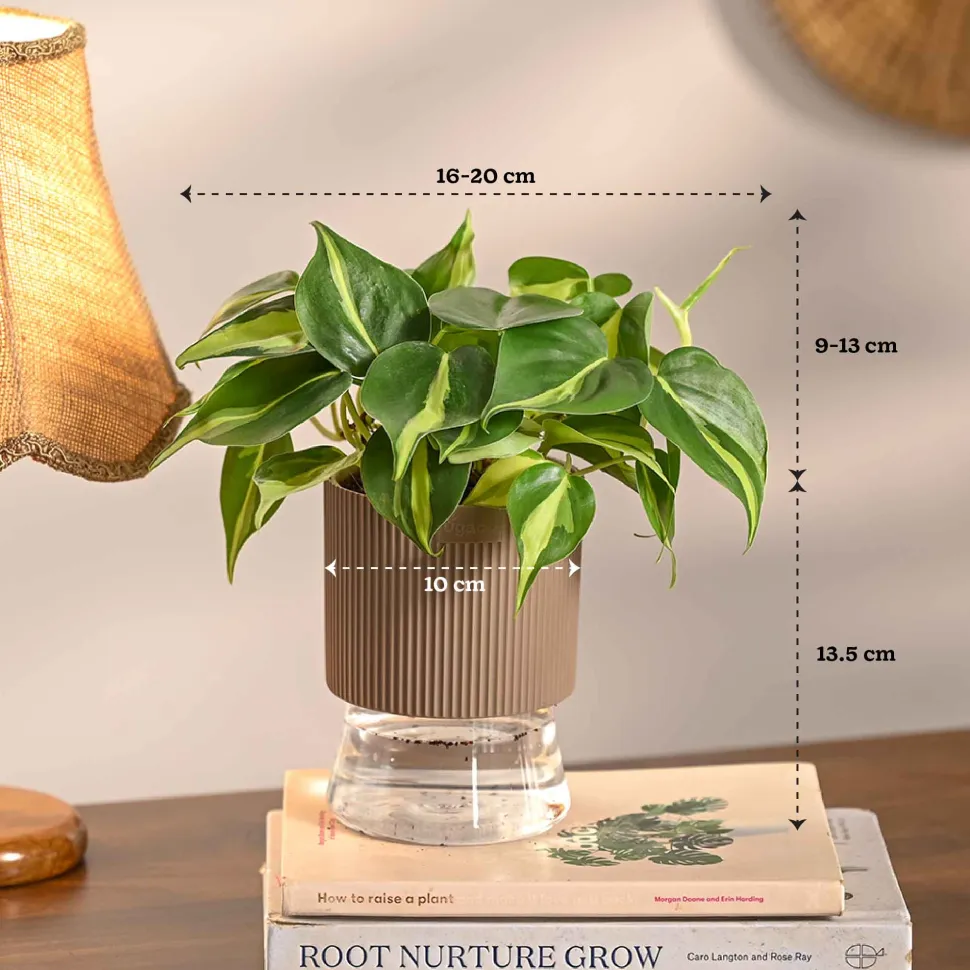 Monsoon Combo of 4 Indoor Plants for Home Decor