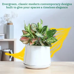Monsoon Medley Ceramic Planter
