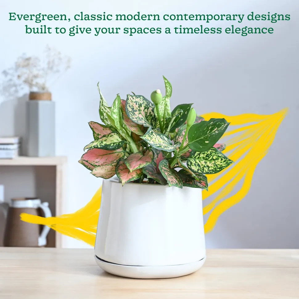 Monsoon Medley Ceramic Planter