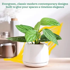Monsoon Medley Ceramic Planter