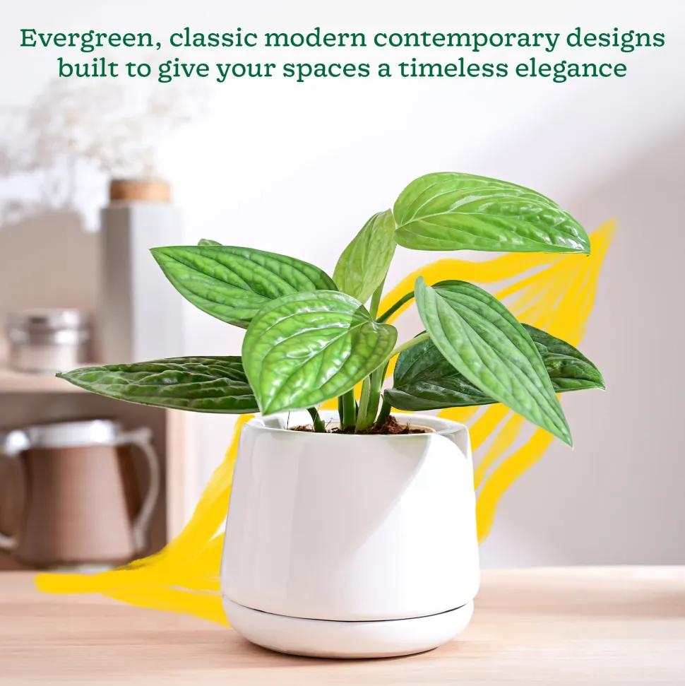 Monsoon Medley Ceramic Planter