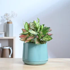 Monsoon Medley Ceramic Planter