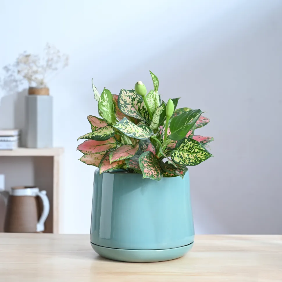 Monsoon Medley Ceramic Planter