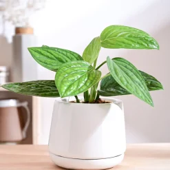 Monsoon Medley Ceramic Planter